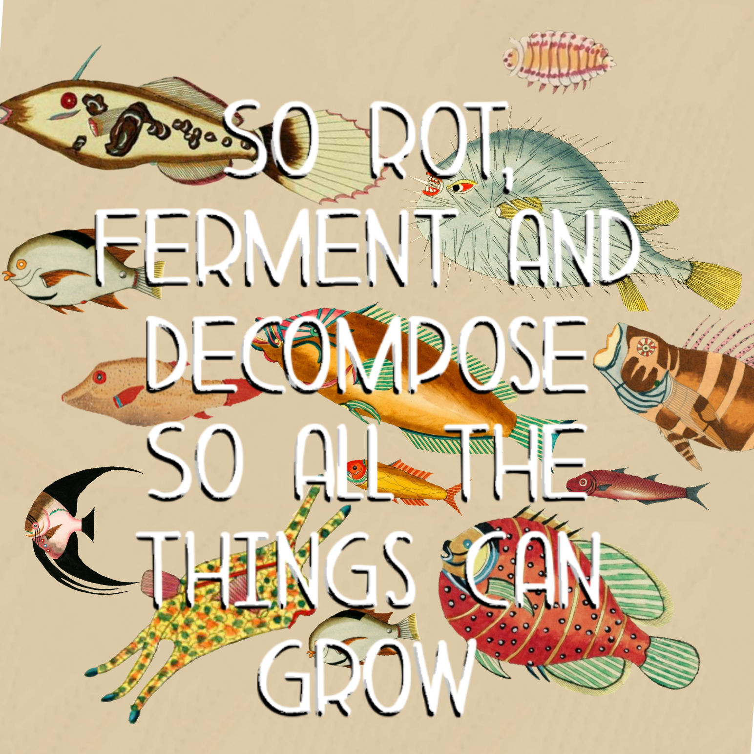 Solar Waltz by Cosmo Sheldrake fish graphic design song