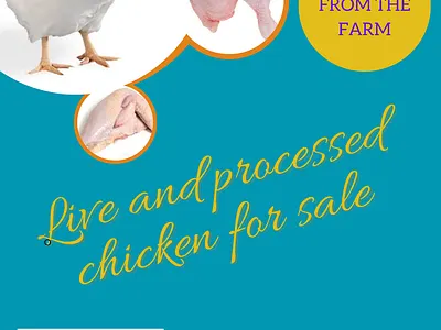 Poultry Advertisement flyer branding graphic design