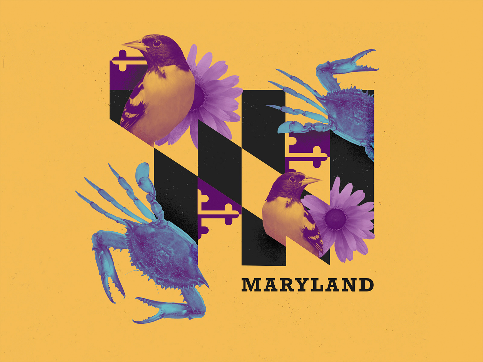 Maryland Pride by Eleven Peppers Studios on Dribbble