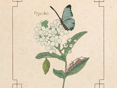 Cassette for Indie Band butterfly cassette drawing