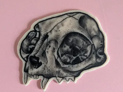 Cat skull. cat catskull fakeskin realism realismtattoo reelskin skull tattoopractice uktattoo uktattooartist