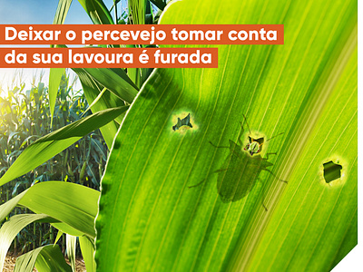 Campanha inseticida Expedition Milho Corteva Agriscience 2019 advertising branding campanha conceito copywriting kv publicidade redação redação publicitária