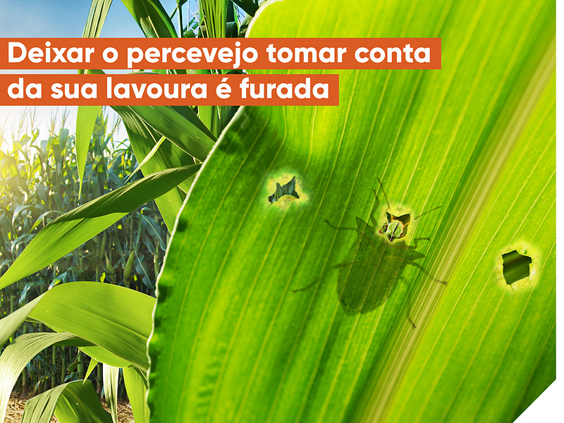 Campanha inseticida Expedition Milho Corteva Agriscience 2019 advertising branding campanha conceito copywriting kv publicidade redação redação publicitária