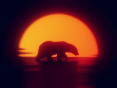 Out for a stroll bear mood polar sunset walk walkcycle