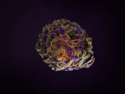 Buddy Movie 3d after effects animation cannabis cinema 4d design marijuana motion movie video weed