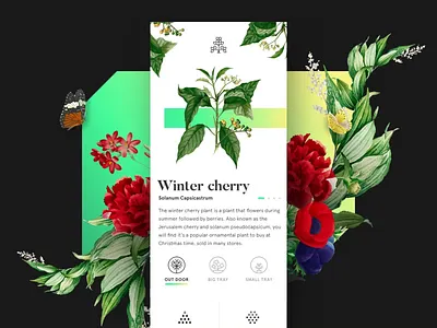 Plants Lover design typography ui ux