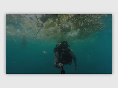 WWF Animation Practice animation animation after effects animation design art direction design homepage interface minimal slider ui ux video videos web webdesign website