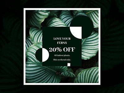 Indoor plant template after effects animated animation branding creative design flat illustration loop minimalist motion plant plants template template design vector