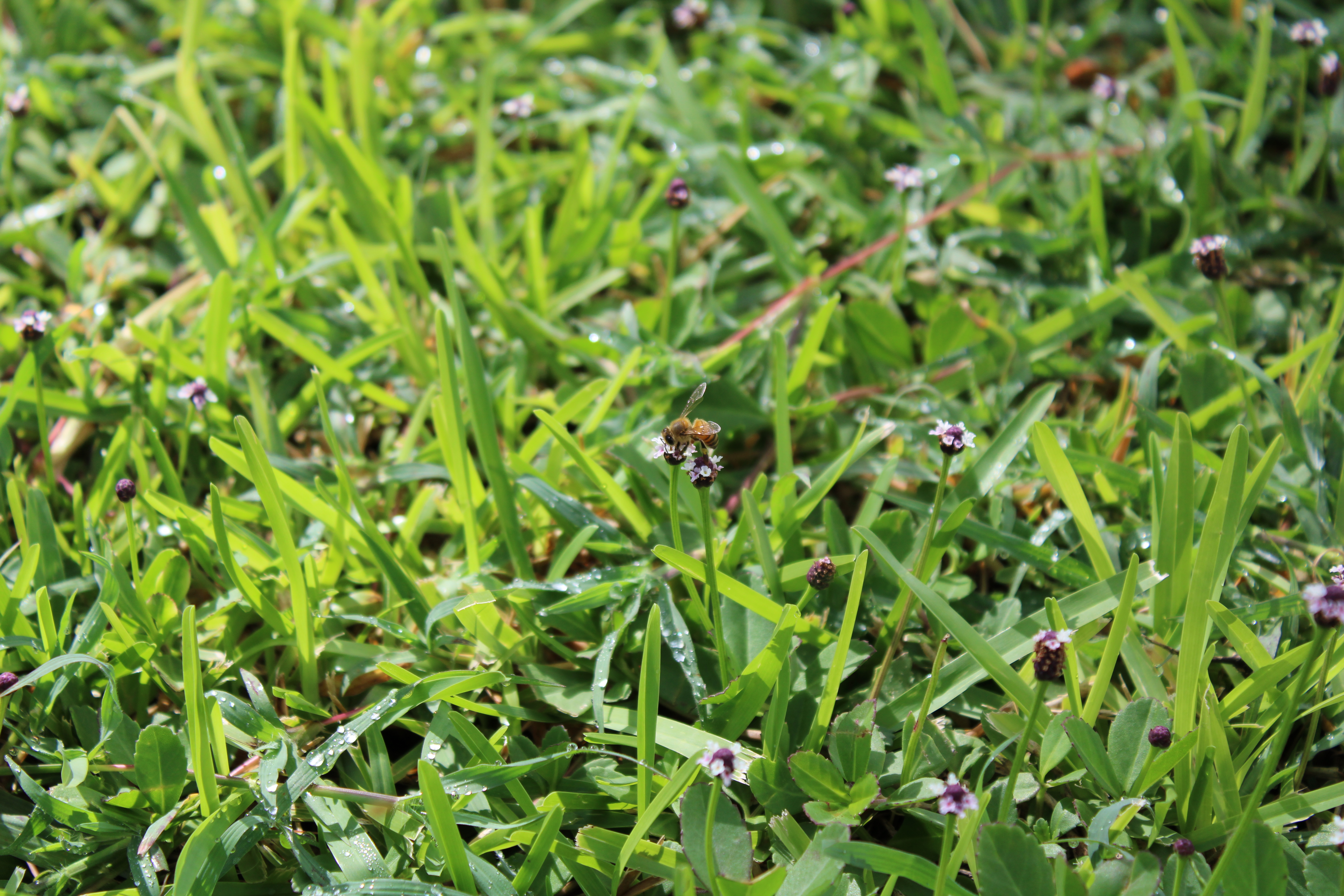 Little sprout photo photograph