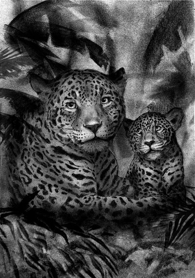 Cub animals charcoal digital drawing finn cambell notman illustration wildlife