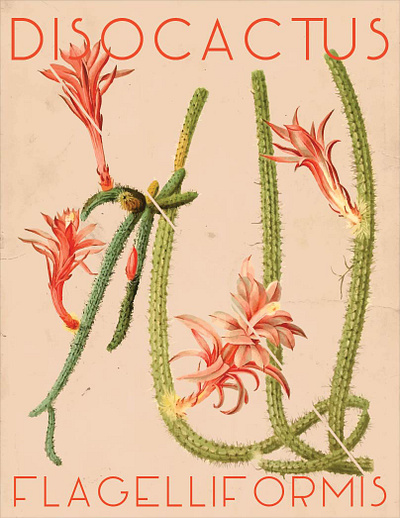 Vintage Cactus Botanical Illustration Poster adobe art botanical cactus design graphic design illustration illustrations illustrator plant poster retro vector vintage