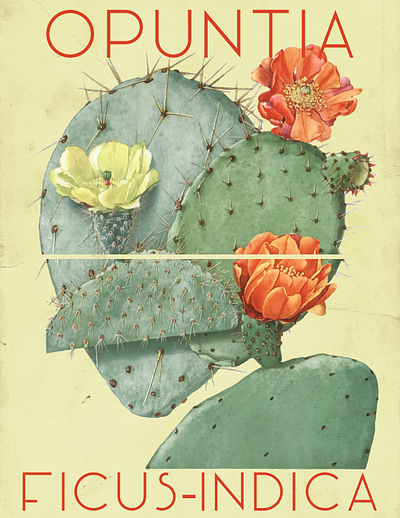 Vintage Botanical Illustration Cactus Poster art design designer digital art digital illustration flower flowers graphic design illustration nature retro vector vector illustration vintage