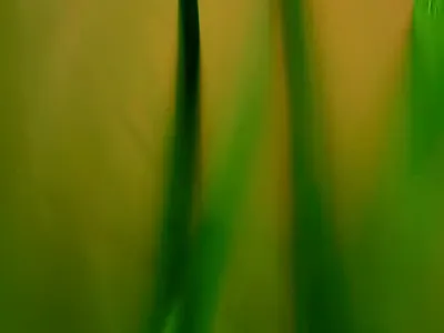 Grow flower 3d abstract animation cinema4d flower motion design motion graphics