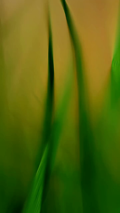 Grow flower 3d abstract animation cinema4d flower motion design motion graphics