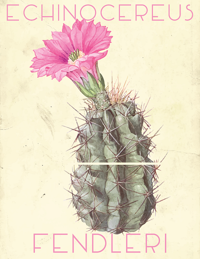 Vintage Botanical Illustration Cactus Poster Design cactus design digital art digital illustration flower graphic design illustration nature pink plant poster poster design retro vector vintage