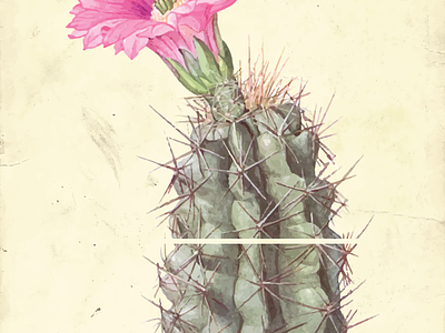 Vintage Botanical Illustration Cactus Poster Design cactus design digital art digital illustration flower graphic design illustration nature pink plant poster poster design retro vector vintage