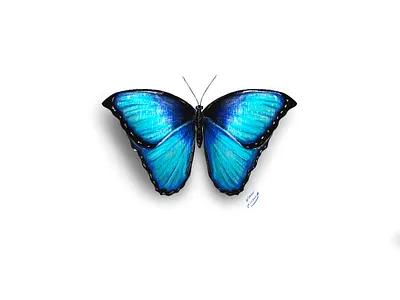 Menelaus Blue Morpho blue butterfly illustration nature illustration procreate