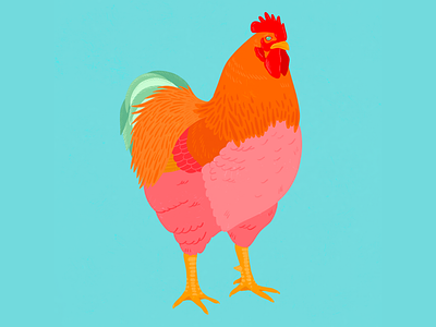 Partridge Plymouth Rock Rooster apple pencil bird chicken colourful digital art digital illustration drawing farm farm animals illustration livestock nature pop art poultry procreate rooster