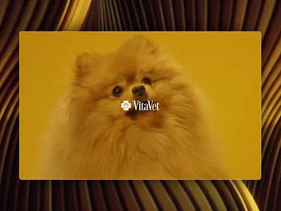 VitaVet Website Design ui ux veterinary veterinary website website design website design inspiration