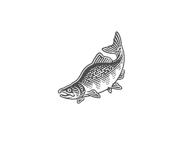 Pink Salmon for «Hame» pate branding engraving etching fish illustration label pen and ink salmon vector engraving woodcut