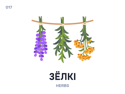 Зёлкі / Herbs belarus belarusian language daily flat icon illustration vector word