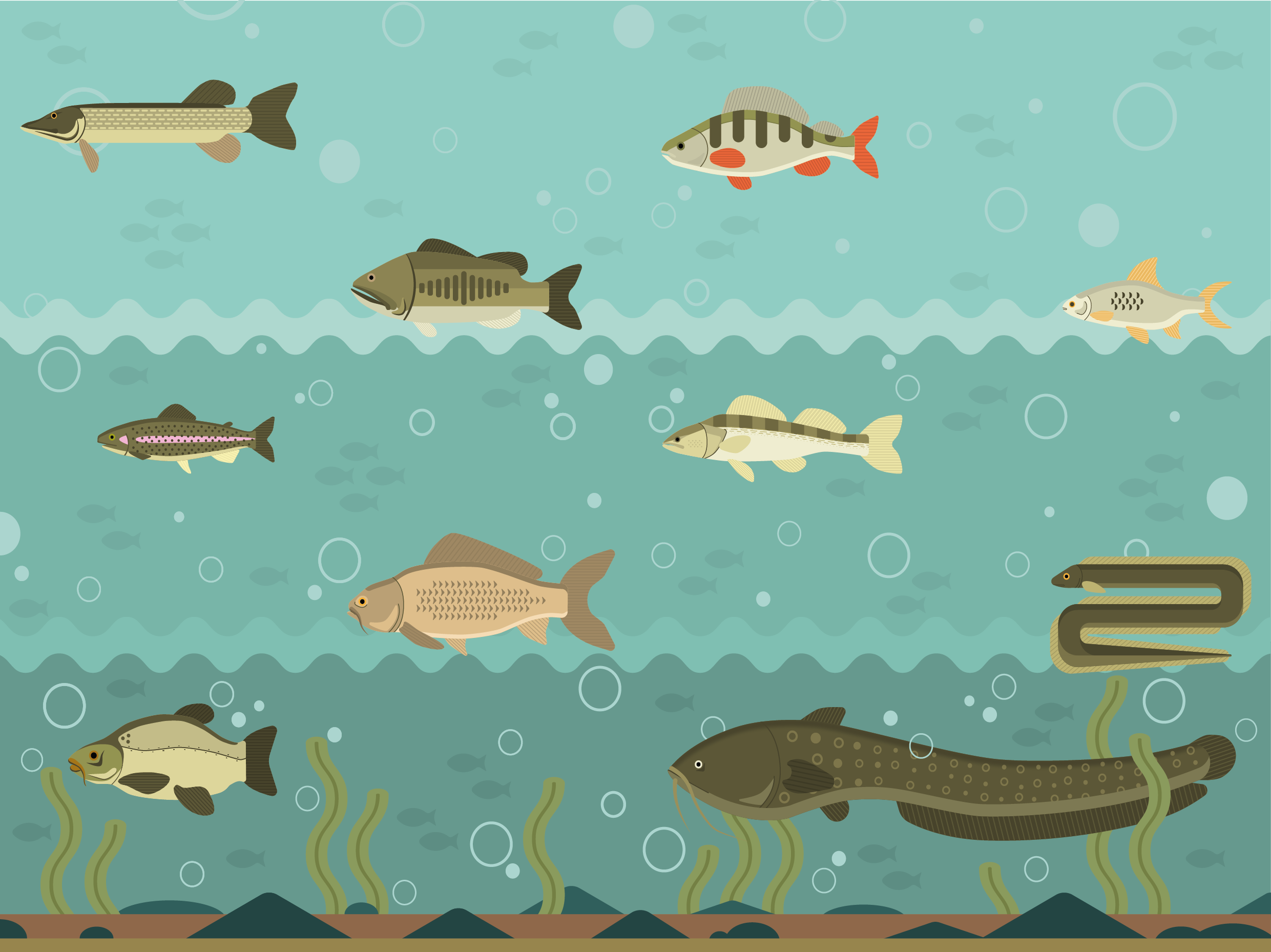 Illustration : Fishing "Plan d'eau du bois Meunier" artwork design fish graphic design illustration vector