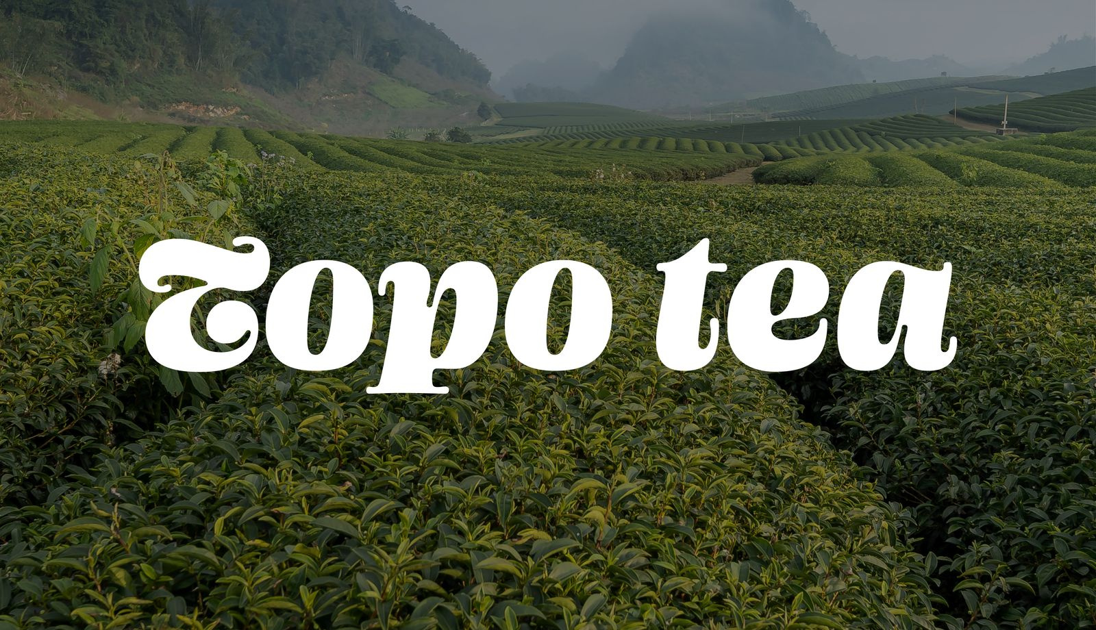 Topo Tea Co Branding (Click Me!) branding graphic design logos mockups tea