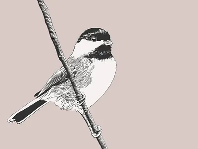 Black Capped Chickadee art aviary bird birdwatch blackcappedchickadee engraving etching illustration nature outdoorlife wildlife