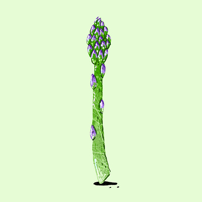 asparagus art food illustration illustration procreate