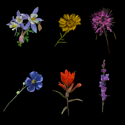 Colorado Wildflowers adobei illustrator canva colorado wildflowers graphic design prints