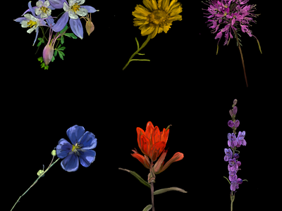 Colorado Wildflowers adobei illustrator canva colorado wildflowers graphic design prints