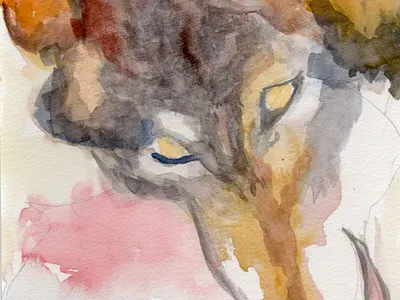 loup 13 watercolor
