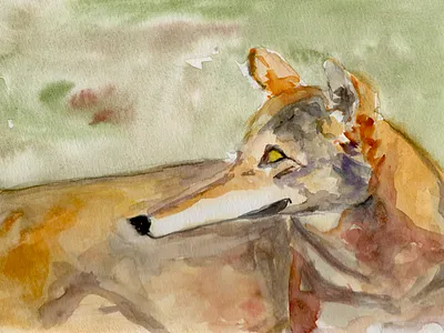 loup 14 watercolor