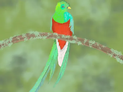 Quetzal