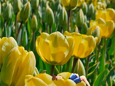 Chilling in the tulips flowers graphic design illustration tulips