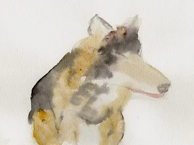 loup 27 watercolor