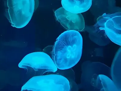 World Ocean Day copywriting reel topical video