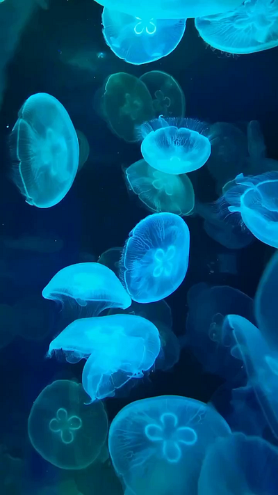 World Ocean Day copywriting reel topical video