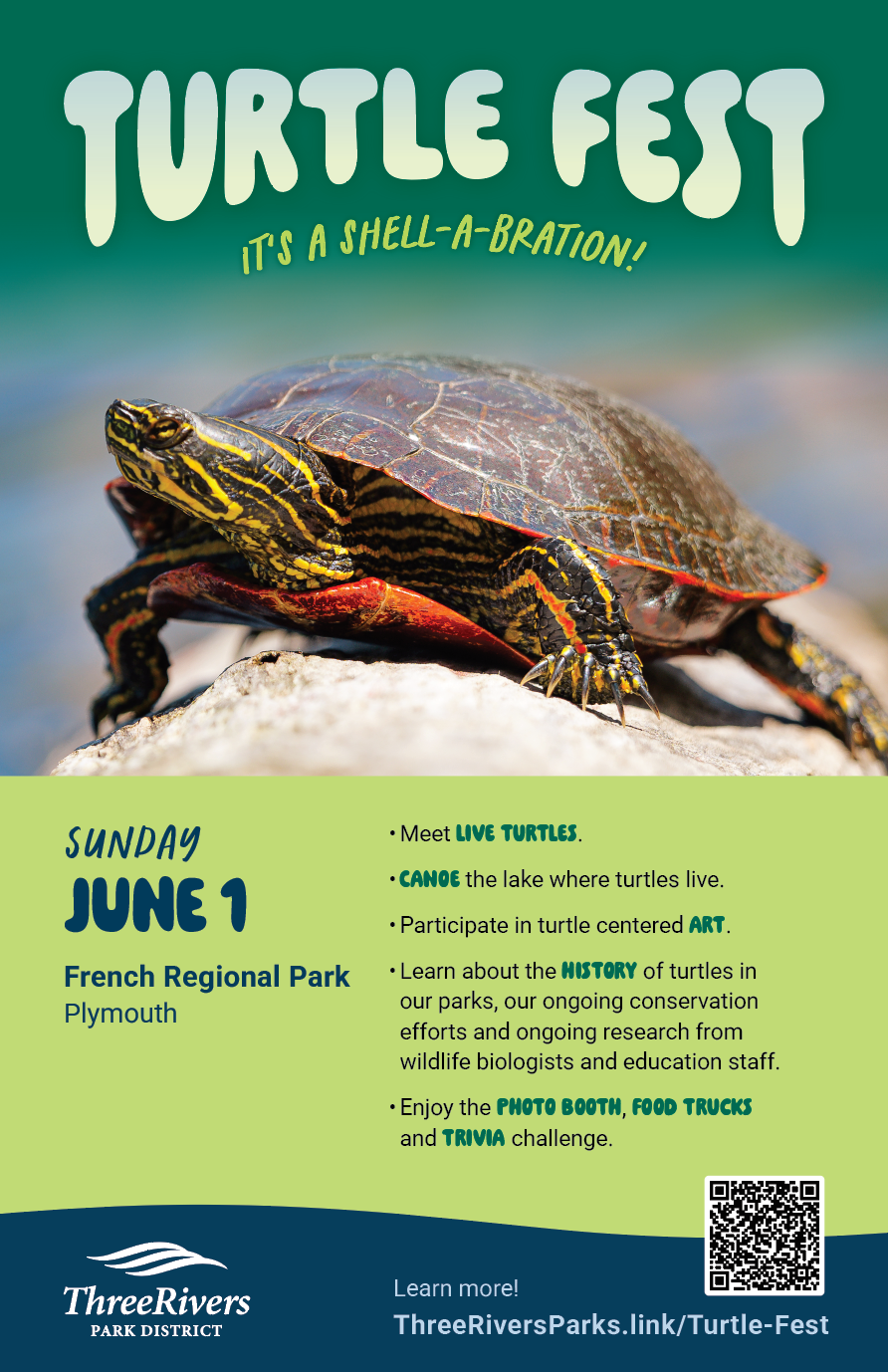 Turtle Fest poster design poster