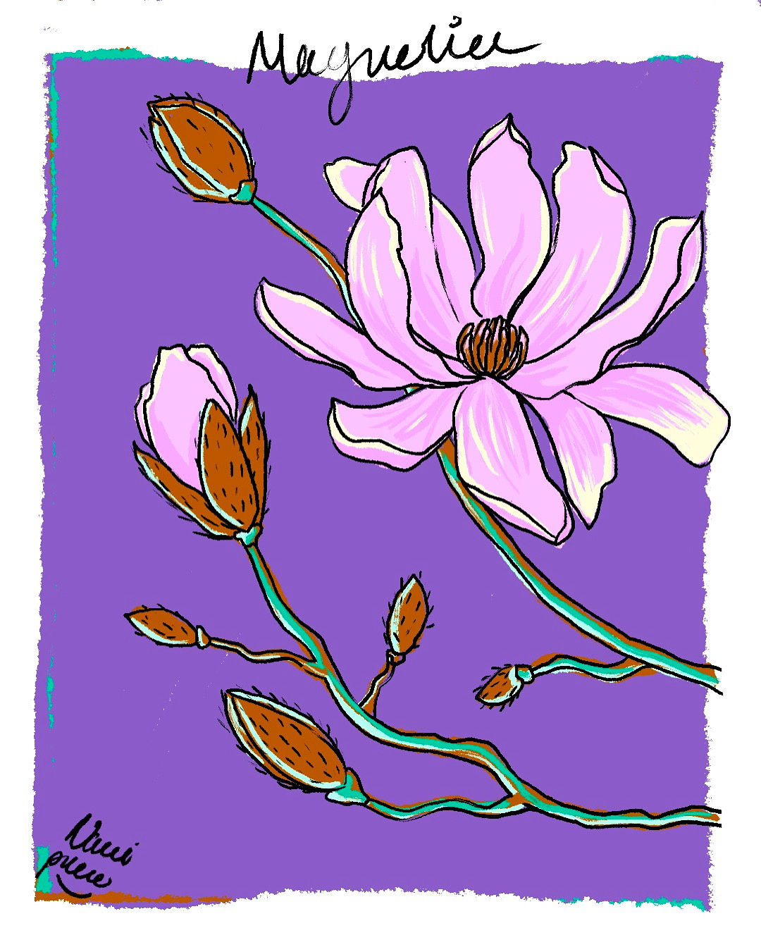 Magnolia boldcolors drawing illustration lineart magnolia nature procreate