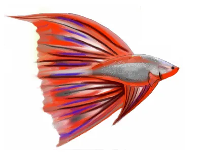 Beta 3 illustration vector