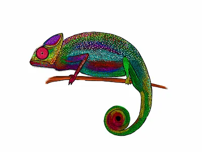 Chameleon Vector illustration vector