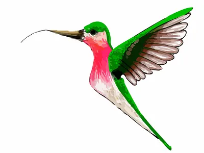 Hummingbird Vector illustration vector