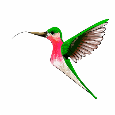 Hummingbird Vector illustration vector