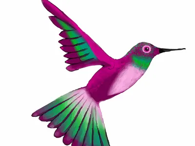 Hummingbird Vector 3 illustration vector