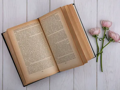 Top view of light pink roses with an open book on a gray surface 3d animation branding graphic design logo motion graphics ui