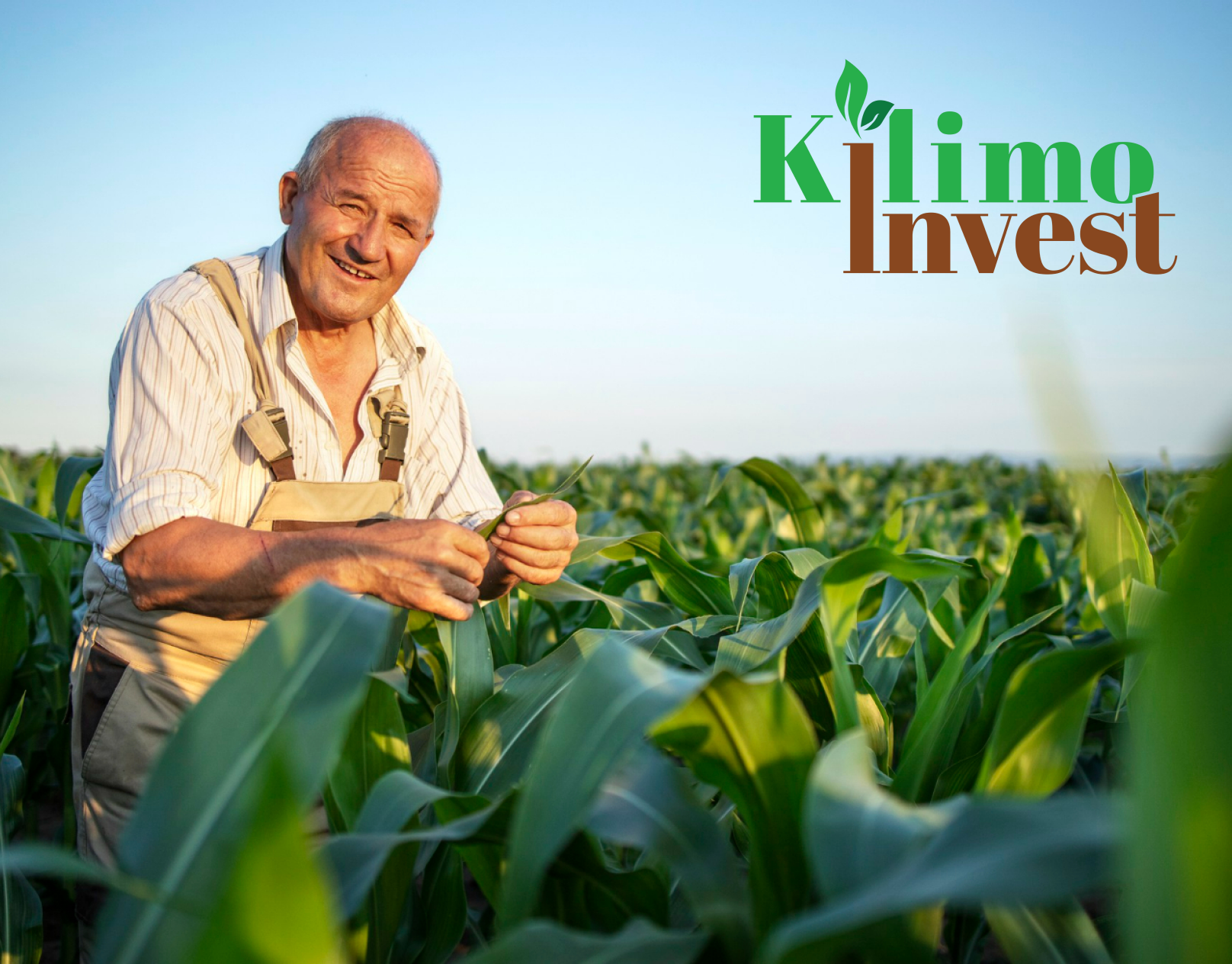 Kilimo Invest UI/UX agri invest agriculture agriculture uiux figma graphic design prototype website website design