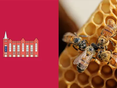 Mors Mors - Honig aus Hamburg bees branding honey illustration vector