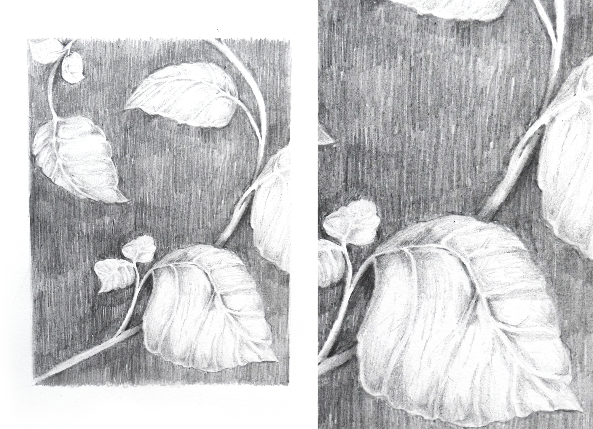 Basil leaves, rough pencil drawing graphite art magdalena illustration magdalena żołnierowicz nature art pencil sketch sketchbook traditional art