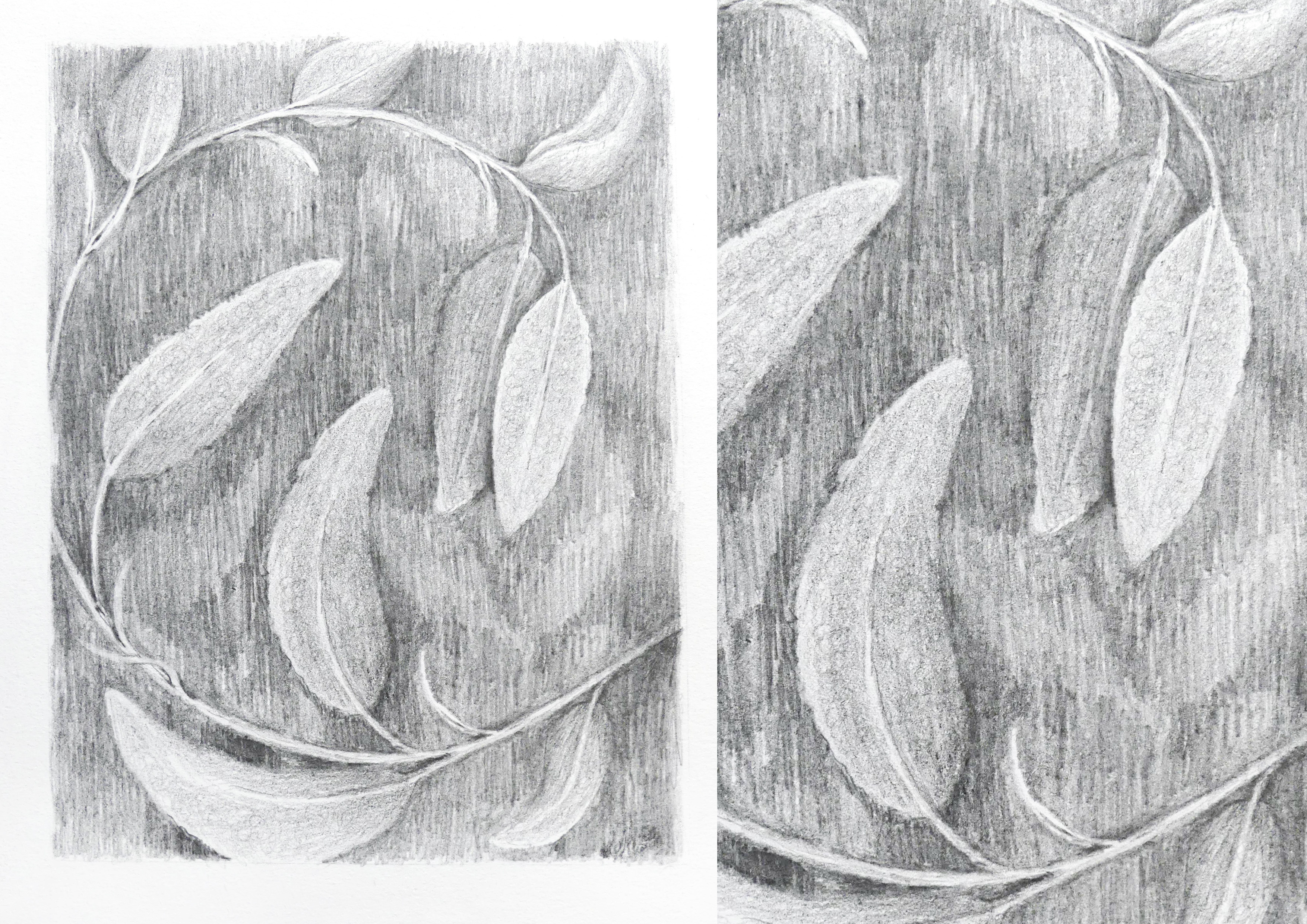 Sage / soft but rough pencil drawing botanical art botanical sketch hand drawn illustration magdalena illustration magdalena żołnierowicz pencil art pencil drawing sketch sketchbook traditional art